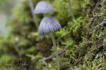 Forrest Floor Macro Mushrooms