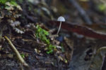 Forrest Floor Macro Mushrooms