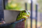 Photo #1 of An Australian Green Tree frog enjoying the rain in our gutter.