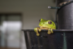 Photo #2 of An Australian Green Tree frog enjoying the rain in our gutter.