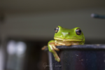 Photo #3 of An Australian Green Tree frog enjoying the rain in our gutter.
