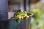 Photo #4 of An Australian Green Tree frog enjoying the rain in our gutter.