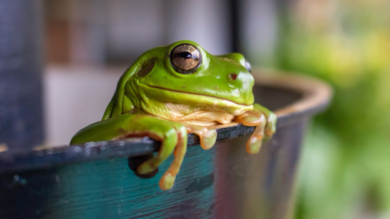 Photo #4 of An Australian Green Tree frog enjoying
the rain in our gutter.