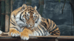 Wildlife Photography | Sumatran Tiger