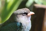 Photograph of a Dollarbird by Janelle Hickson