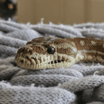 Rhaegar my Centralian carpet python close up by Janelle Hickson