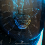 Rhaegar my Centralian carpet python ready for dinner