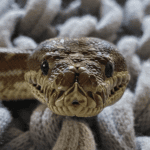 Rhaegar my Centralian carpet python close up by Janelle Hickson