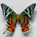 Madagascan Sunset Butterfly