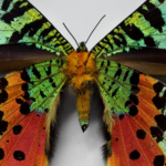 Madagascan Sunset Butterfly