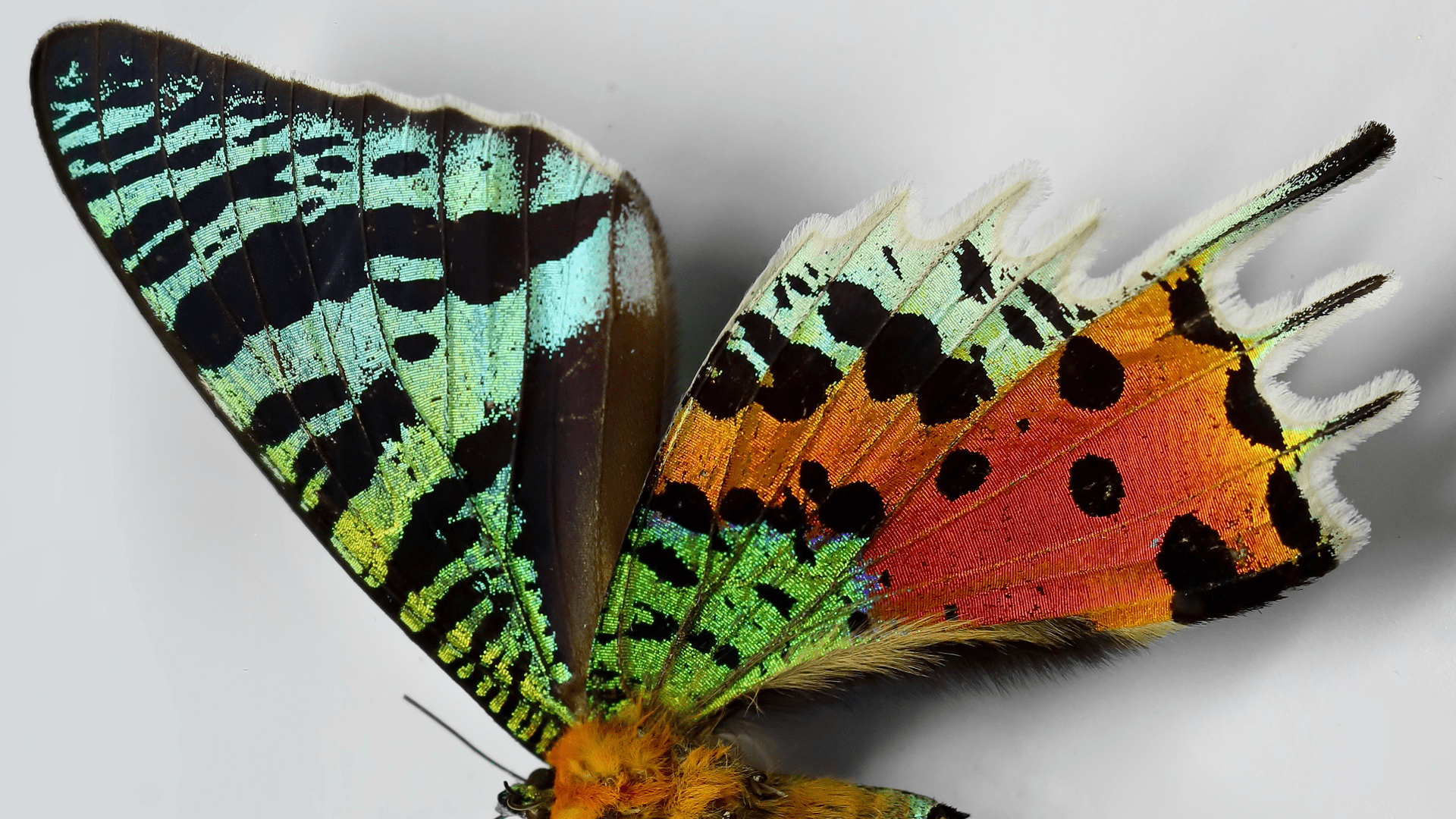 A Portfolio of Art by Janelle Hickson - Madagascan Sunset Butterfly